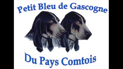 Petit bleu de Gascogne sur lièvre