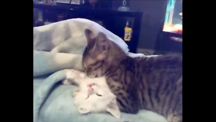 Funny Videos 2014 - Funny Cats Video - Funny Cat Videos Ever - Funny Animals Funny Fails 2014(1)