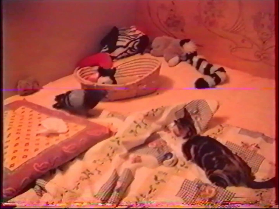 cache-cache chaton pigeon