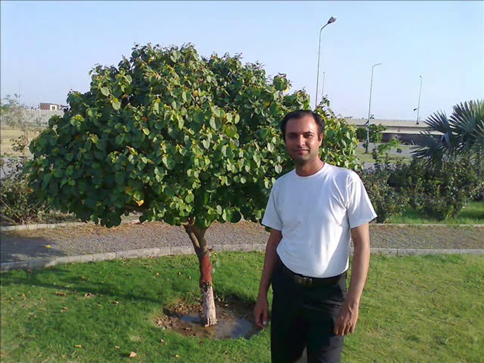 BEETE LAMHEY - ADEEL FAZIL