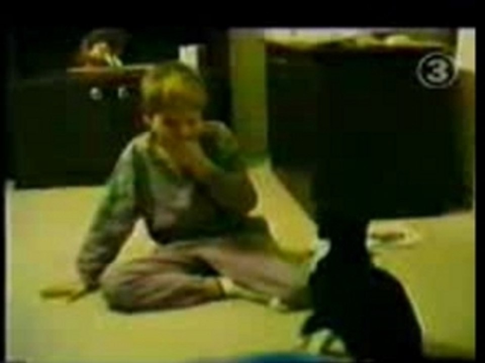 Cat fight