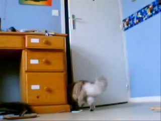 Deux chats essayant de résoudre le mystère d'une porte !