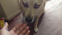 This dog AMAZES people with one weird trick!