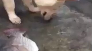 Un chien tente de sauver des poissons sortis de l'eau