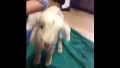 Melemeye Çalışan Keçi Yavrusu.