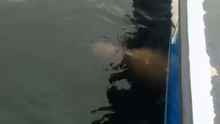 Killer whale throws sea lion 20 feet into the air