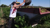 Météo: des vendanges précoces qui augurent une belle récolte