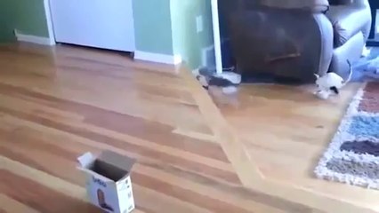 Funny animals for animal FAIL COMPILATION FAIL 2013 feil 2013 funny cat and dog fails ПРИКОЛЫ 2013_2