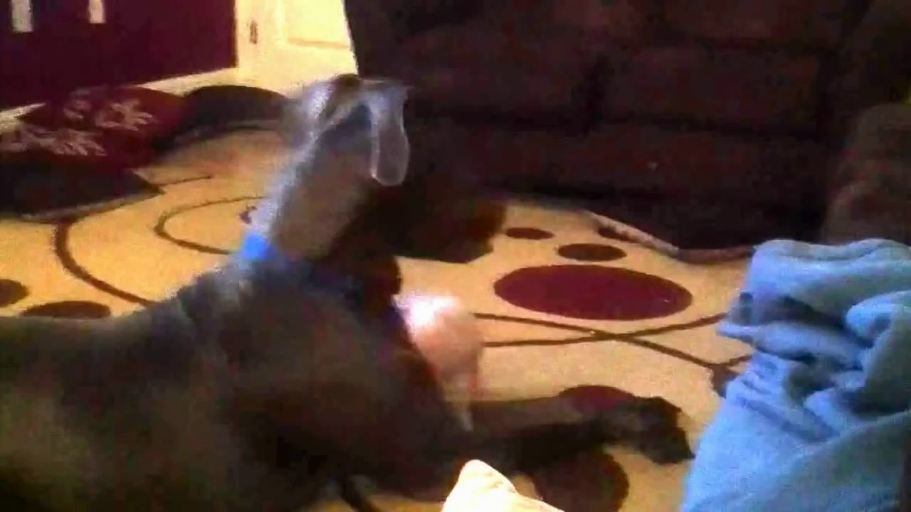 Mini-Pig choisi sur notre Grande Dane