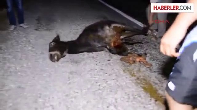 Antalya Yollarında Başı Boş Eşekler Tehlike Saçıyor