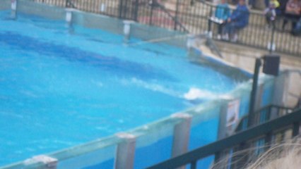 spectacle d'Otarie de beauval