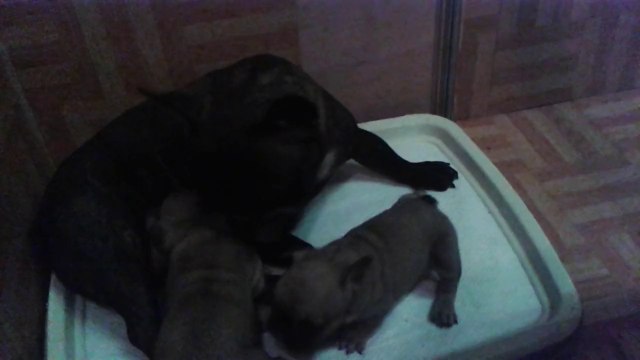 Elevage familial debouledogue français LOF