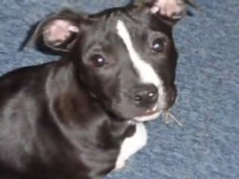 Présentation de ma staffie