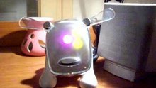 iDog