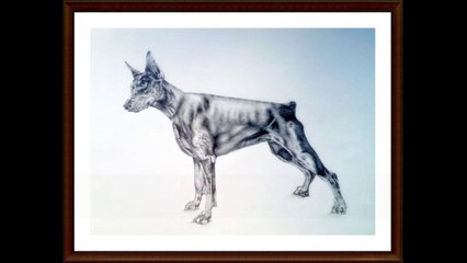 Learn How to draw a realistic Doberman step by step / Part 6
