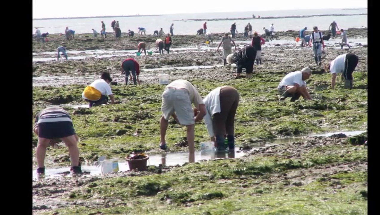 Damgan Morbihan (56)