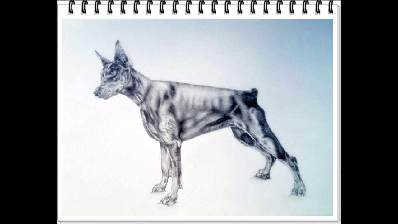 Learn How to draw a realistic Doberman step by step / Final Part