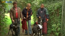 Snelle honden in Oude Pekela - RTV Noord