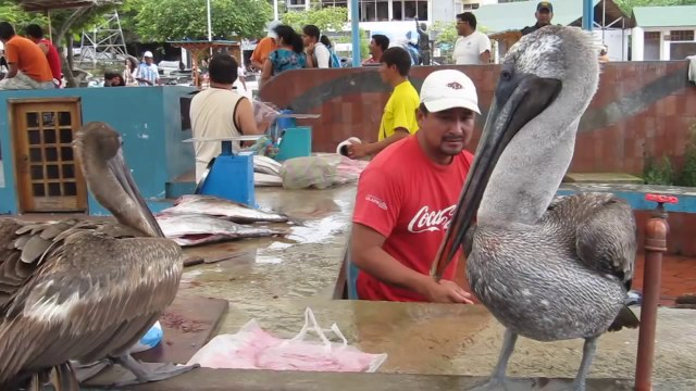 Pelican Gets Fish Head Stuck In His Throat, Fish Seller Helps Out [HD]
