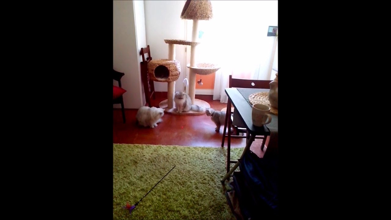 VID_20140816_162552chats