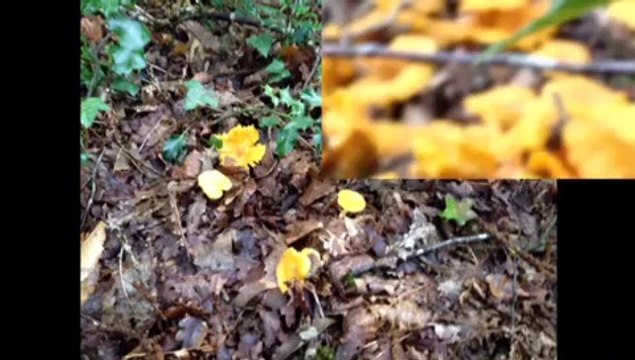 Girolles et nature