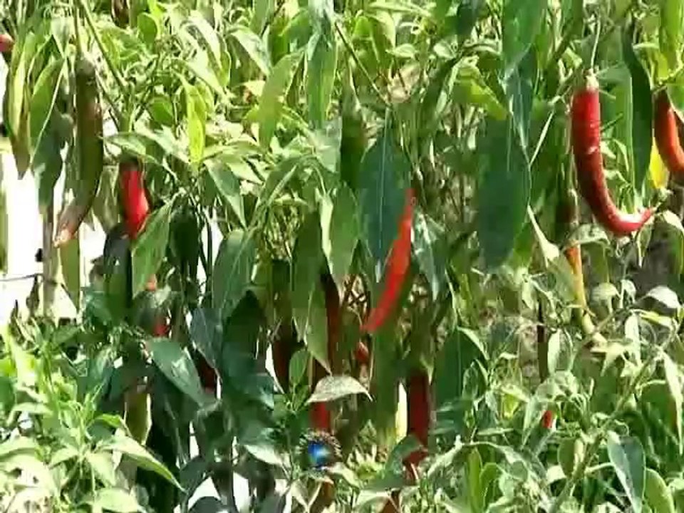 Thái Châu - Hồn Quê (Hoa Trái 4 Mùa)