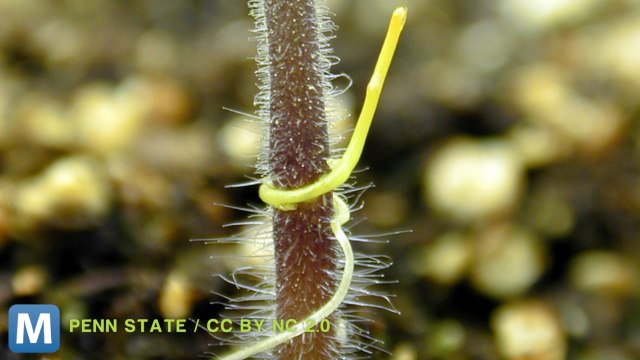 New Research Indicates Parasitic Plants Communicate With Hosts via RNA