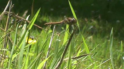 Observation libellule Brest