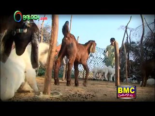 Dil Tokali Mastana  | Rashid Hayder | OBaloch.Com