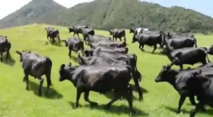 İneklerin Oyuncak Araba İle Eğlencesi | Sayfala.Com