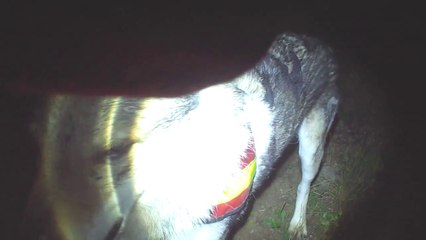recherche utilitaire avec  un chien loup tchecoslovaque de nuit