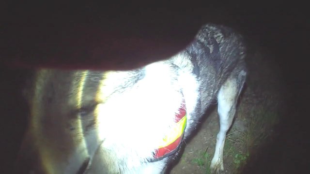 recherche utilitaire avec un chien loup tchecoslovaque de nuit