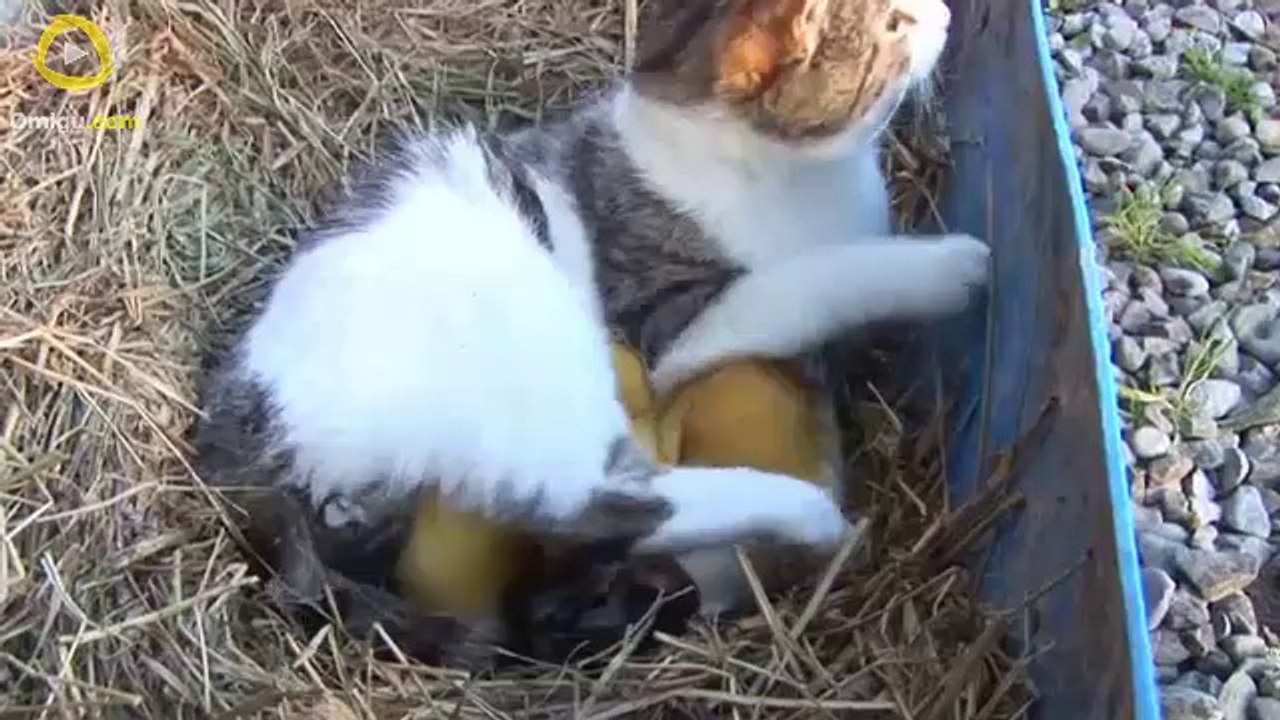 Mother Cat Feeding Ducklings. Good Mom! Dailymotion Video