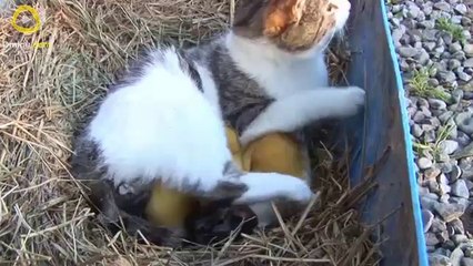 Mother Cat Feeding Ducklings. Good Mom!