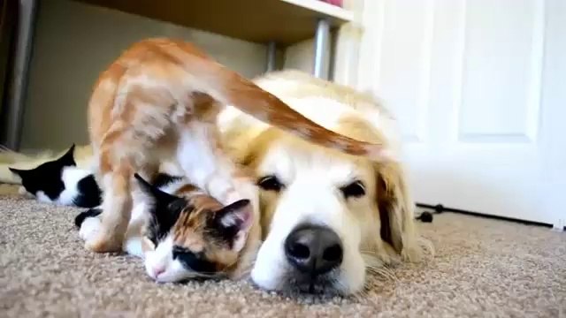 Cuteness Overload! A Dog Sleeping With His Kittens