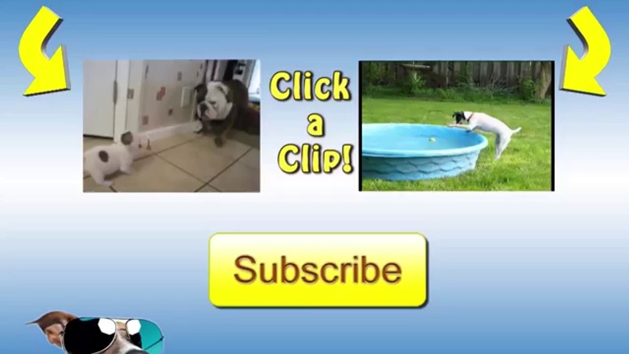 Roomba Cats Compilation