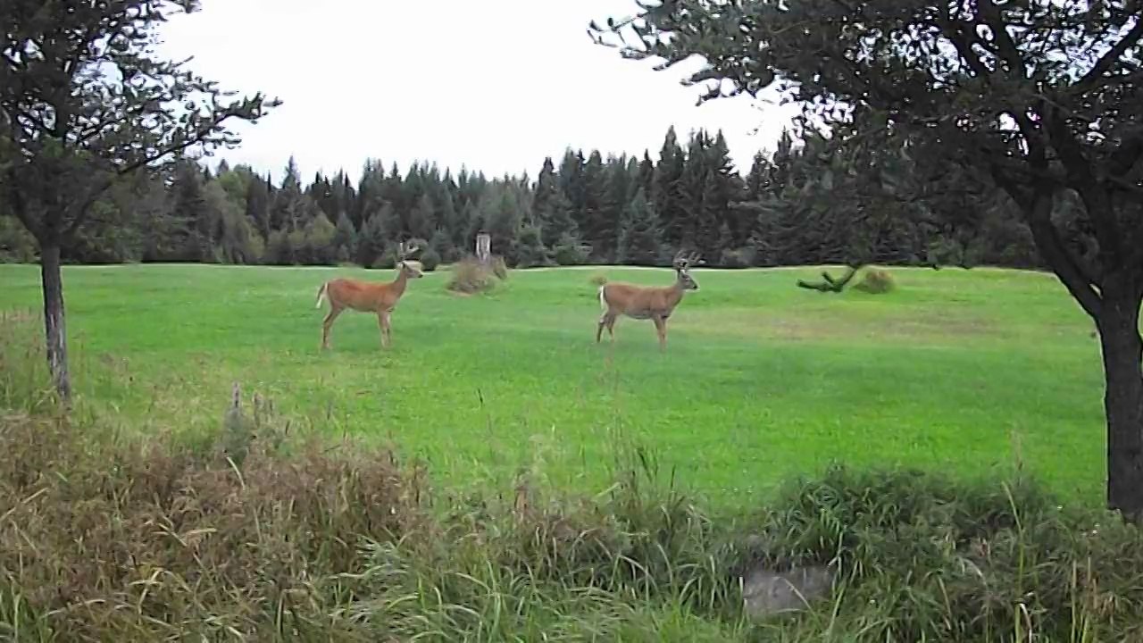 Chevreuils (17-08-14)