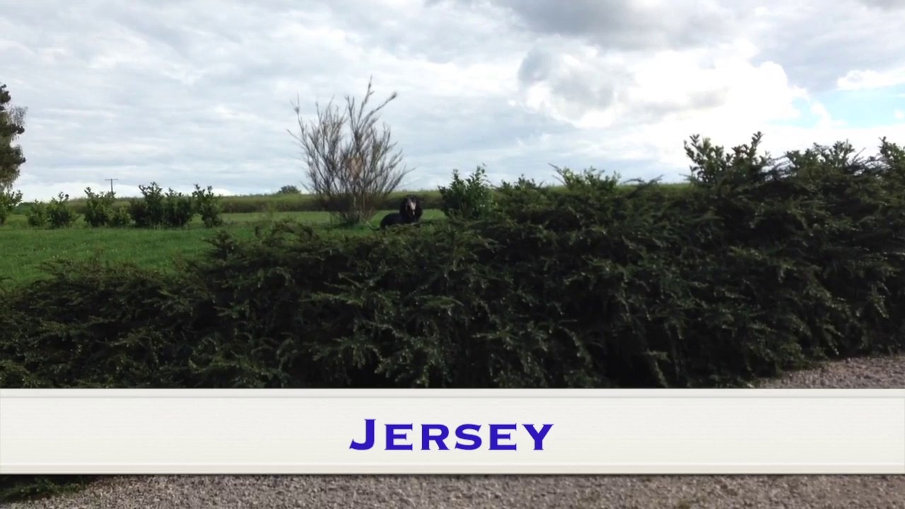 Jersey