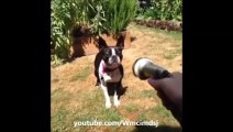 Funny dog vines - Ultimate dogs vines compilation 2014