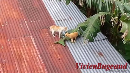 Funny Videos _ Funny Cats _ Funny Vines _ Funny Fails Cats _ Best Funny Videos 2014 #5