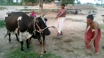 baba akhan shah 0343 5101126