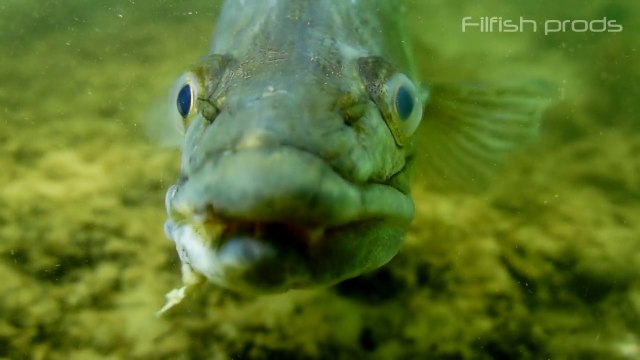 Poissons sauvages X (vidéo sub eau douce compil des plus beaux poissons)