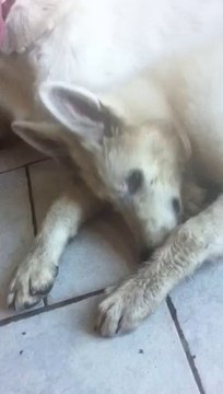 18 aout apres la ballade, des bergers blncs suisse devenus noirs...