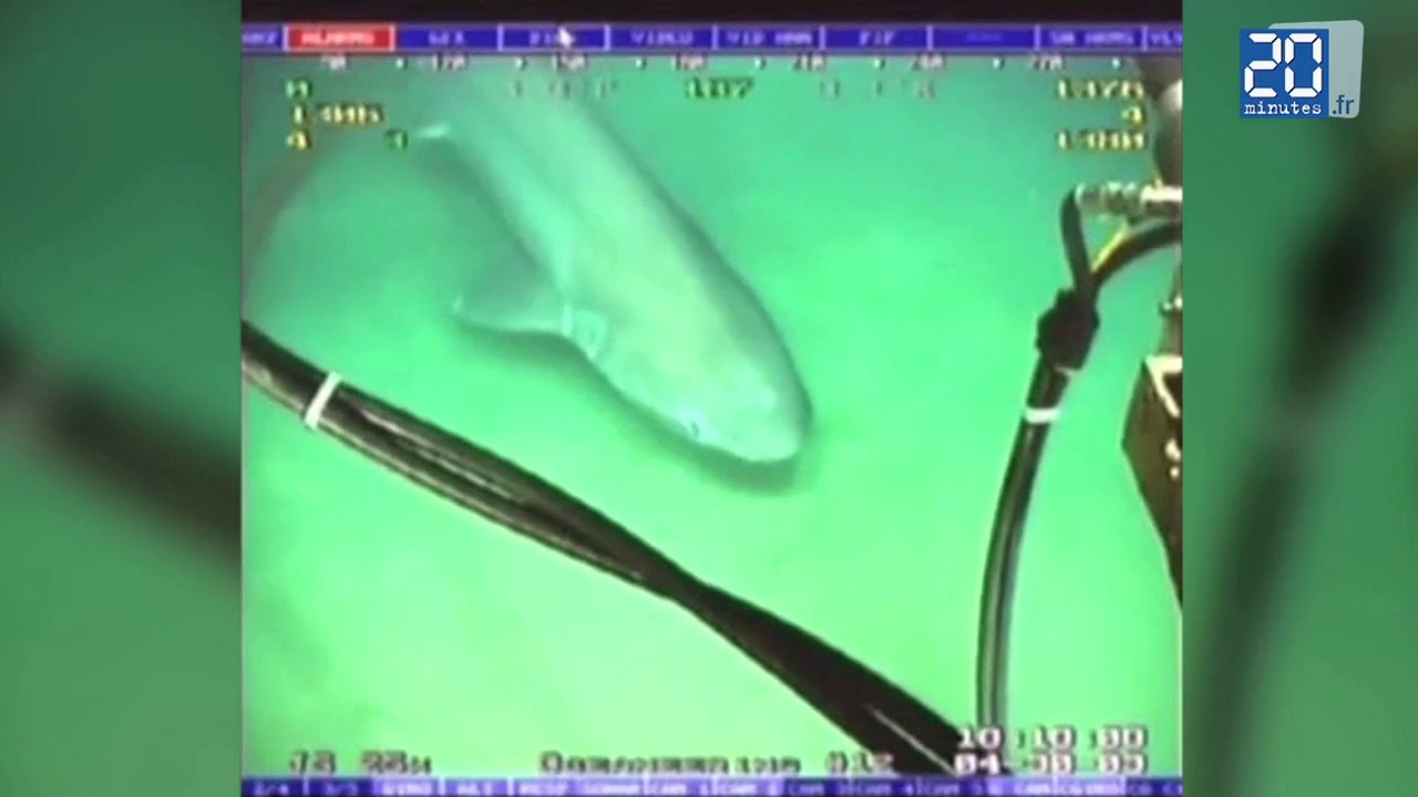 Des requins attaquent Google