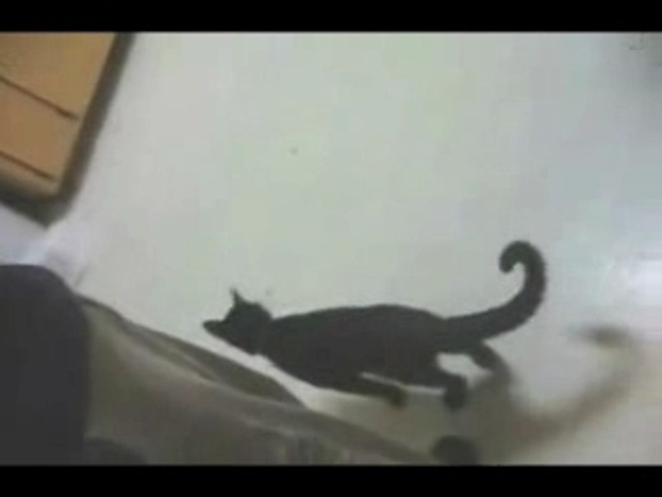 Chat et pointeur laser