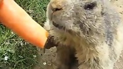 Marmot eating a carrot