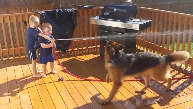 Funny Babies with Funny Dog German Shepherd Videos Funny Pranks Funniest Videos