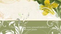 Removal Methods Of Invasive Plants