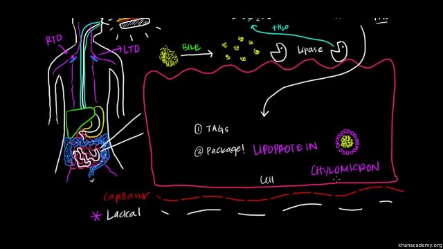 02 Digestion, Mobilization, and Transport of Fats - Part I - Fat and protein metabolism {pyarapakistan.pk}