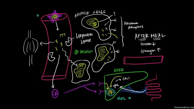 03 Digestion, Mobilization, and Transport of Fats - Part II - Fat and protein metabolism - Khan Academy